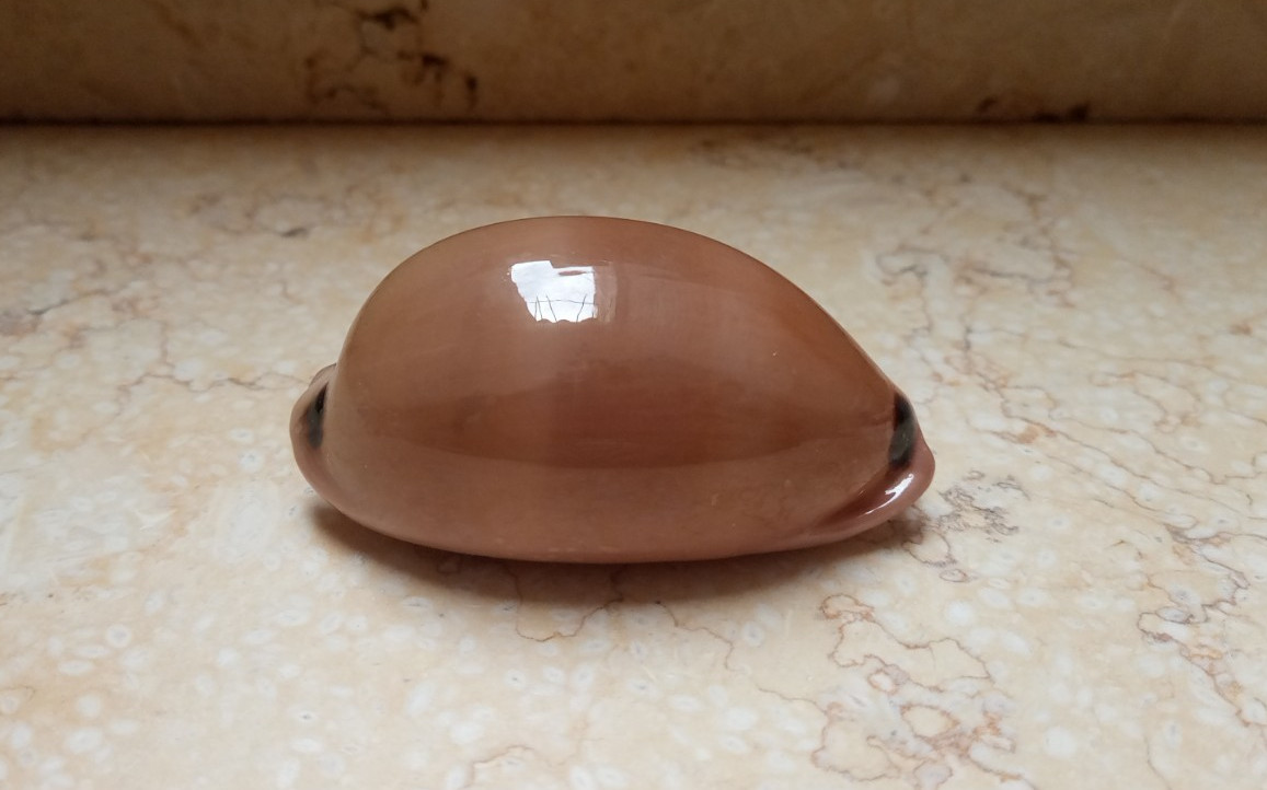 F Luria pulchra sinaiensis LARGE SIZE 75.5 mm F++++F+++ pink mouth red sea shell
