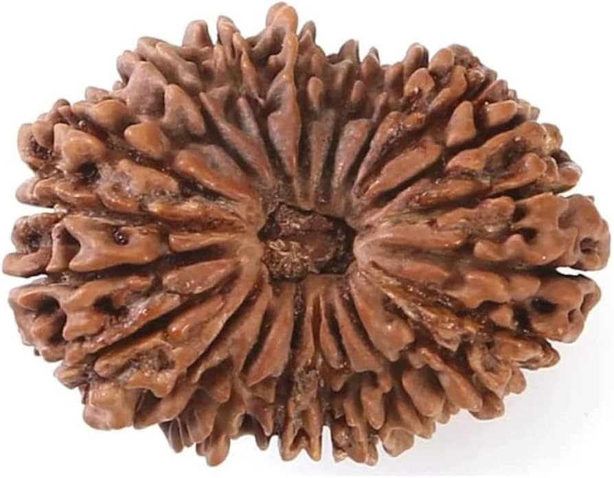 21 Mukhi Rudraksha Original Nepali Certified Loose Bead for Meditation
