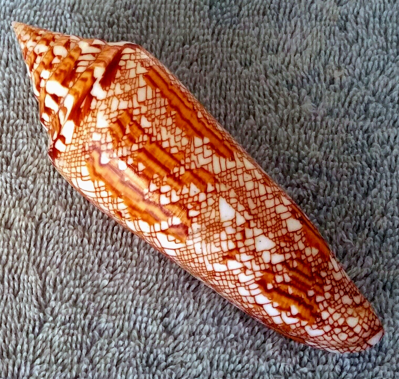 Conus Bengalensis #6  125.5mm ULTRA GOLDEN GIANT BEAUTY from Thailand
