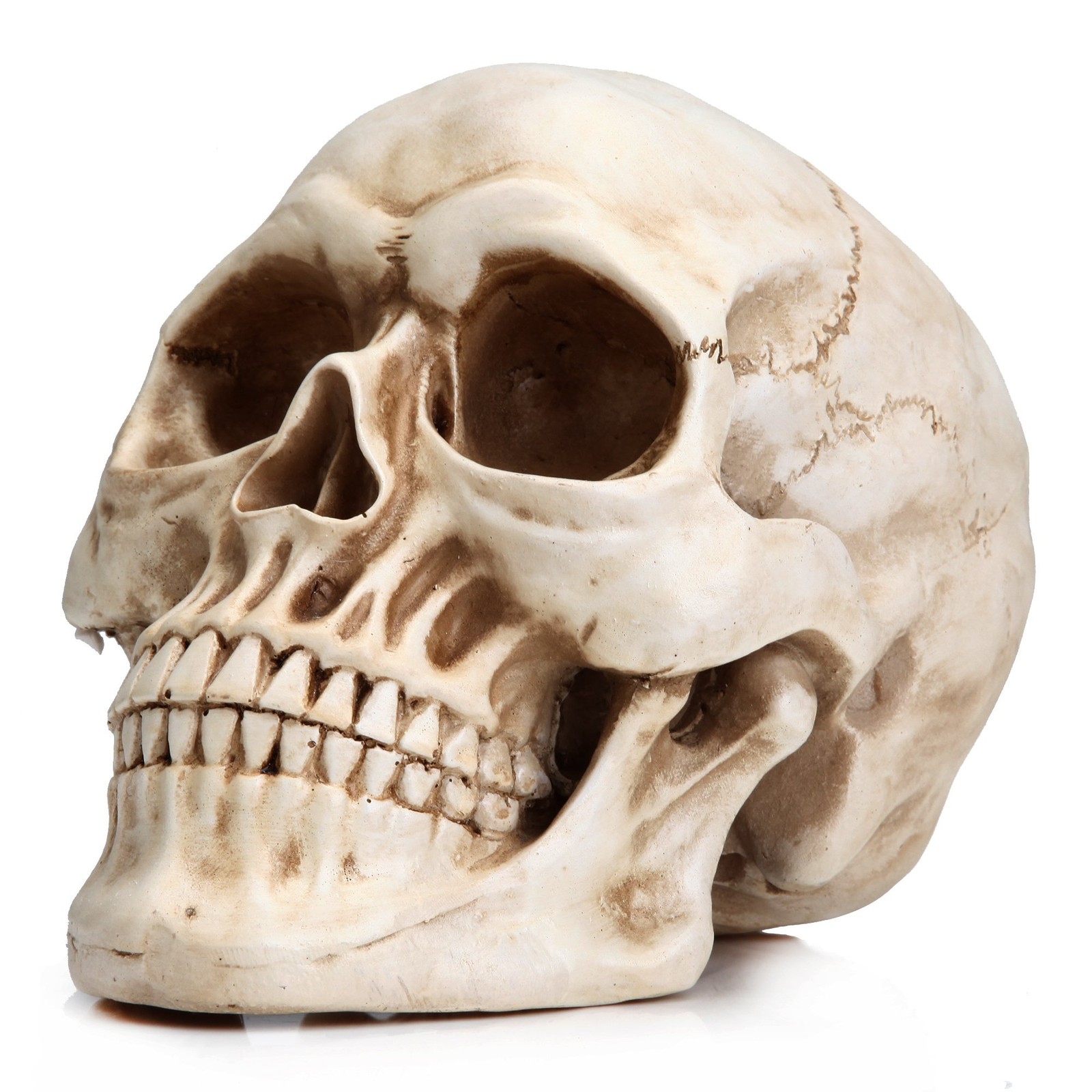 Resin Skull, Human Head Model for Home Decoration, Halloween Statue, Skull Mo...