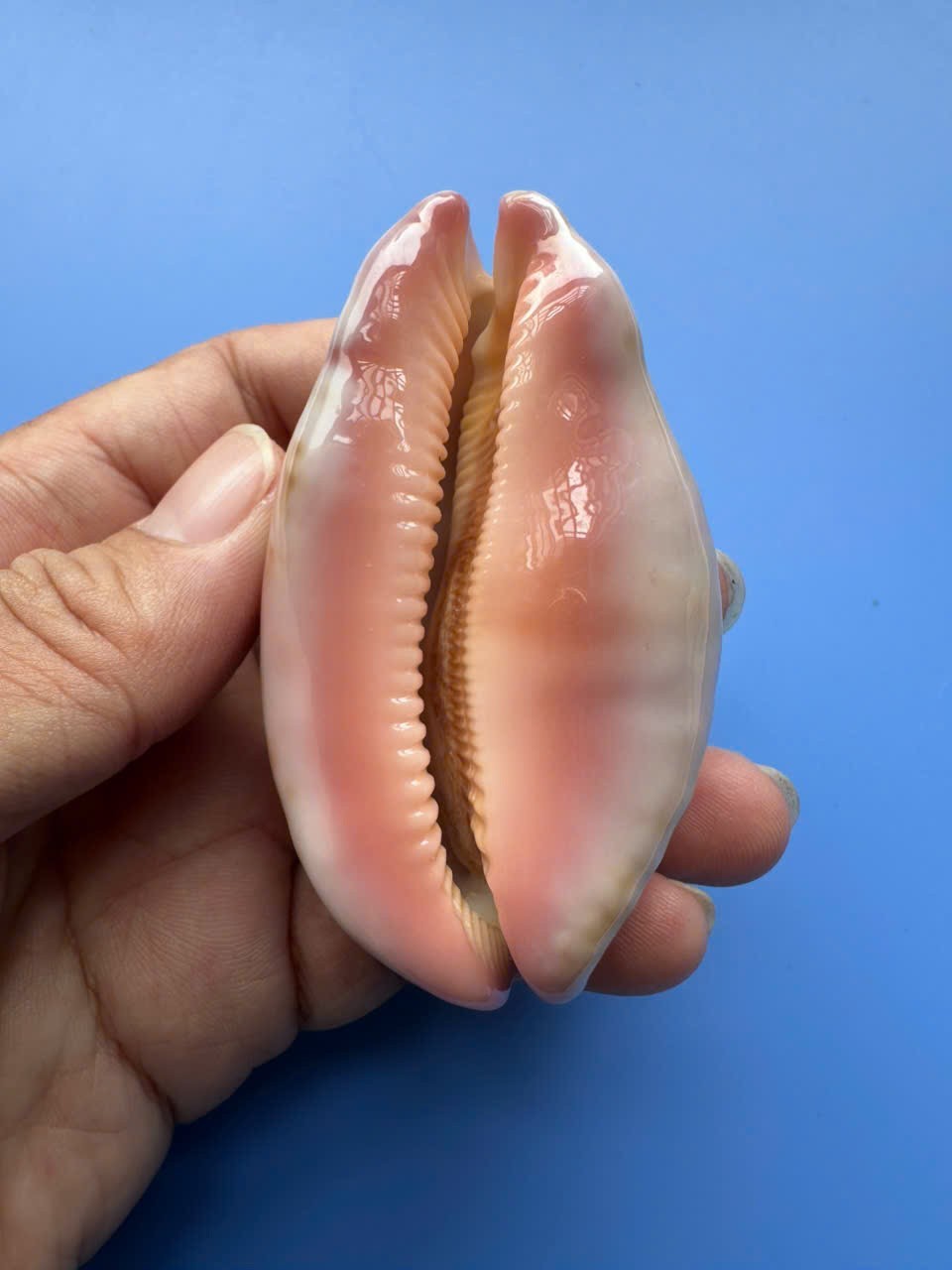 71.1mm | Cypraea mappa |F+++ | Rostrated | Candle base | Nice pattern | RARE 71.1mm | Cypraea mappa |F+++ | Rostrated | Candle base | Nice pattern | RARE