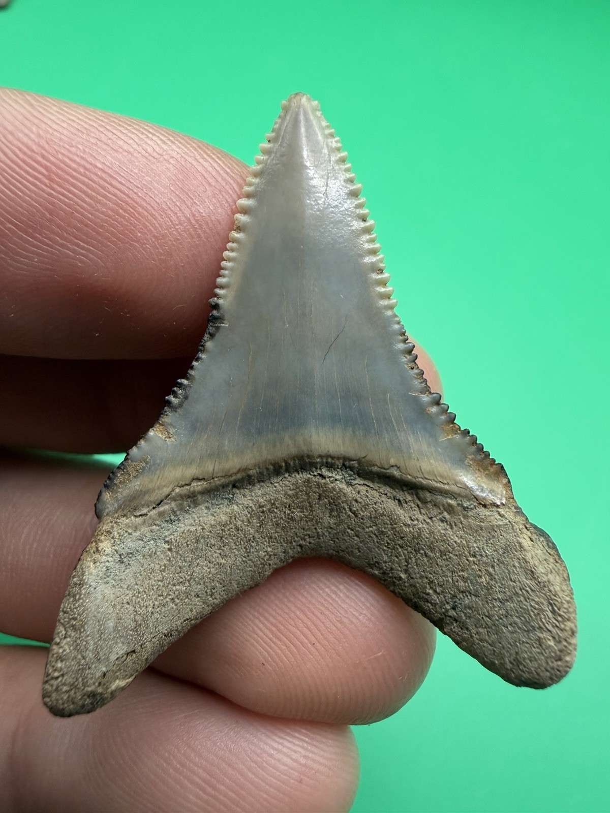 GREAT WHITE SHARK TOOTH NORTH CAROLINA 1.71” ALL NATURAL