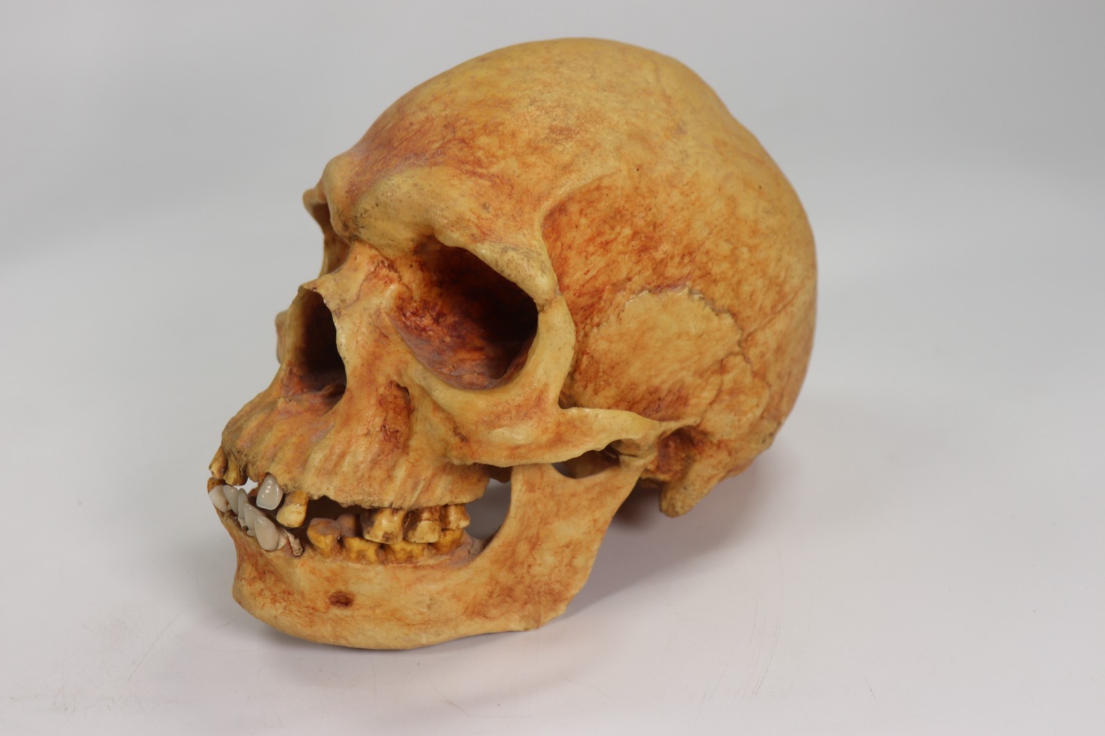 VTG Neanderthal Skull Model Life Size Museum Quality Fossil Cast Skullduggery