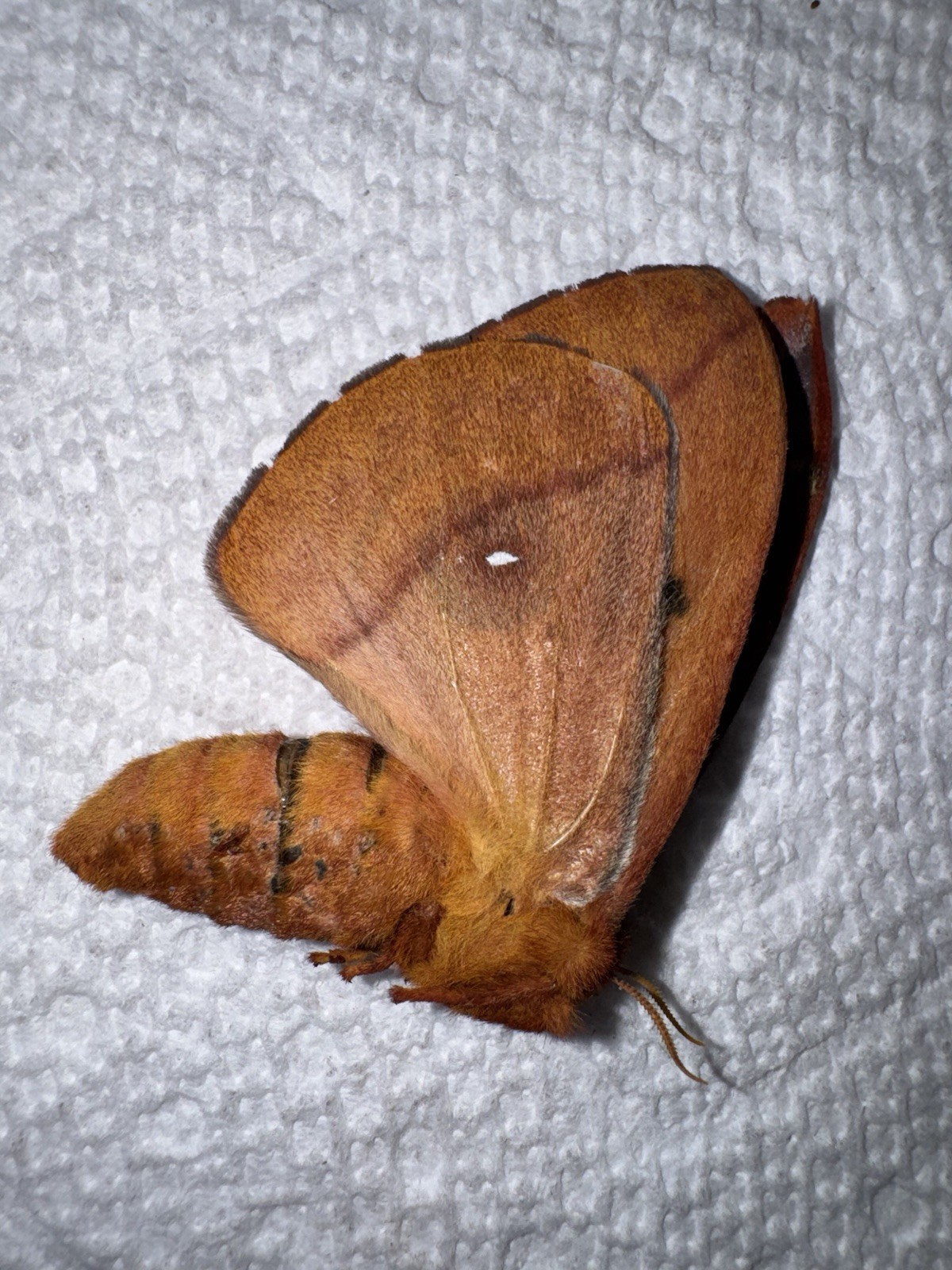 BY5 - RARE Female Giant IO MOTH Form “lileth” From Key largo