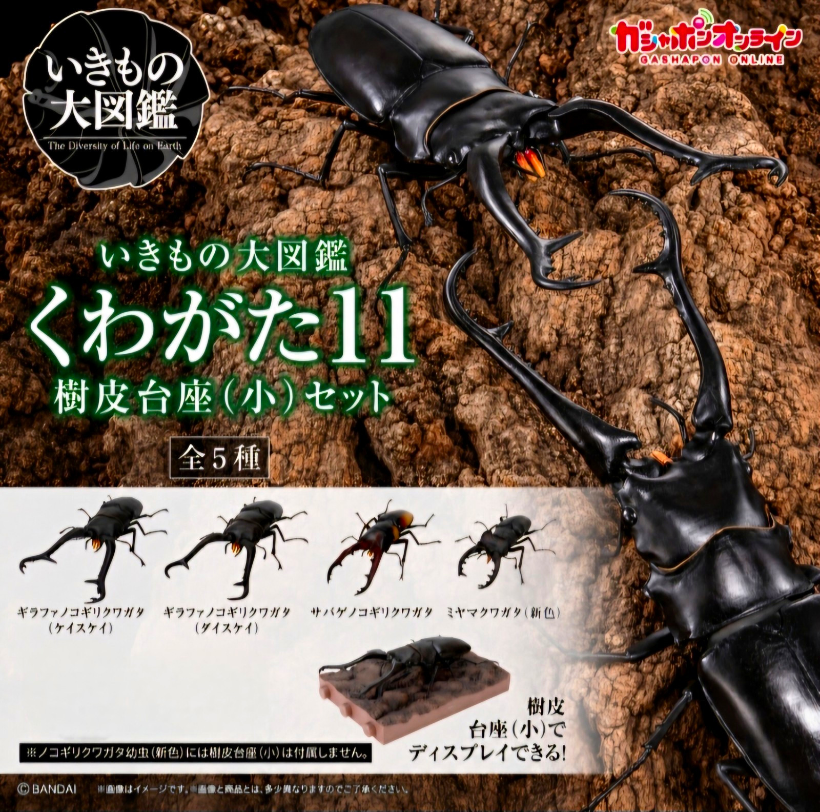 The Diversity of Life on Earth Stag Beetle 11 Stag Beetle Set online ver. 4 bugs