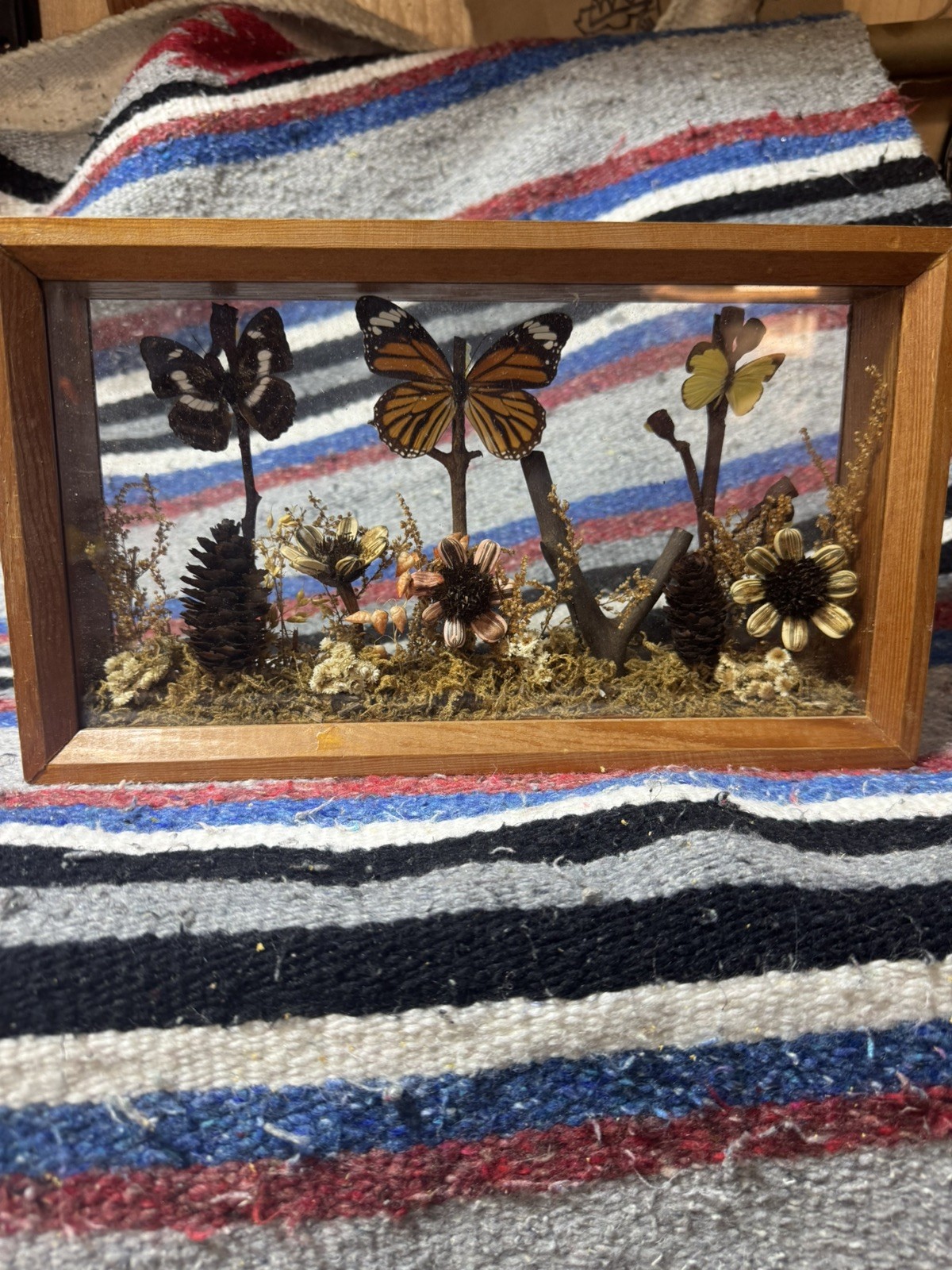 Vtg Butterfly Shadowbox Display Real Taxidermy Wood Frame Bug Art Cottagecore