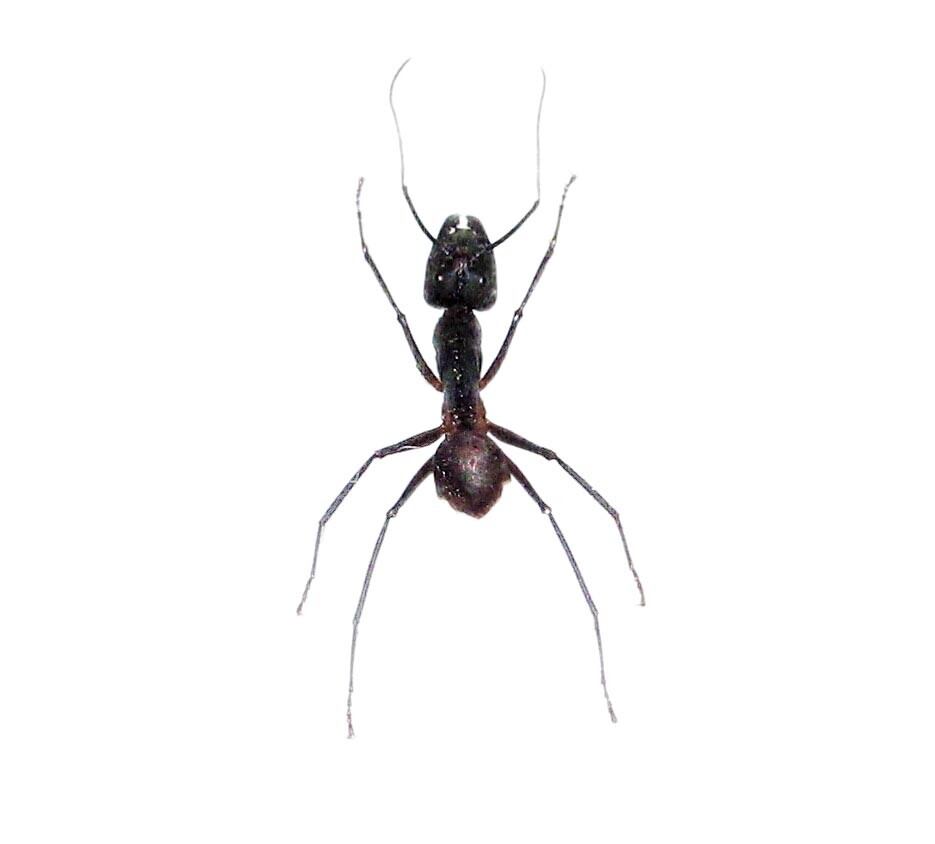 Camponotus gigas LOT OF 8 - HUGE GIANT BULLET ANT UNMOUNTED PACKAGED