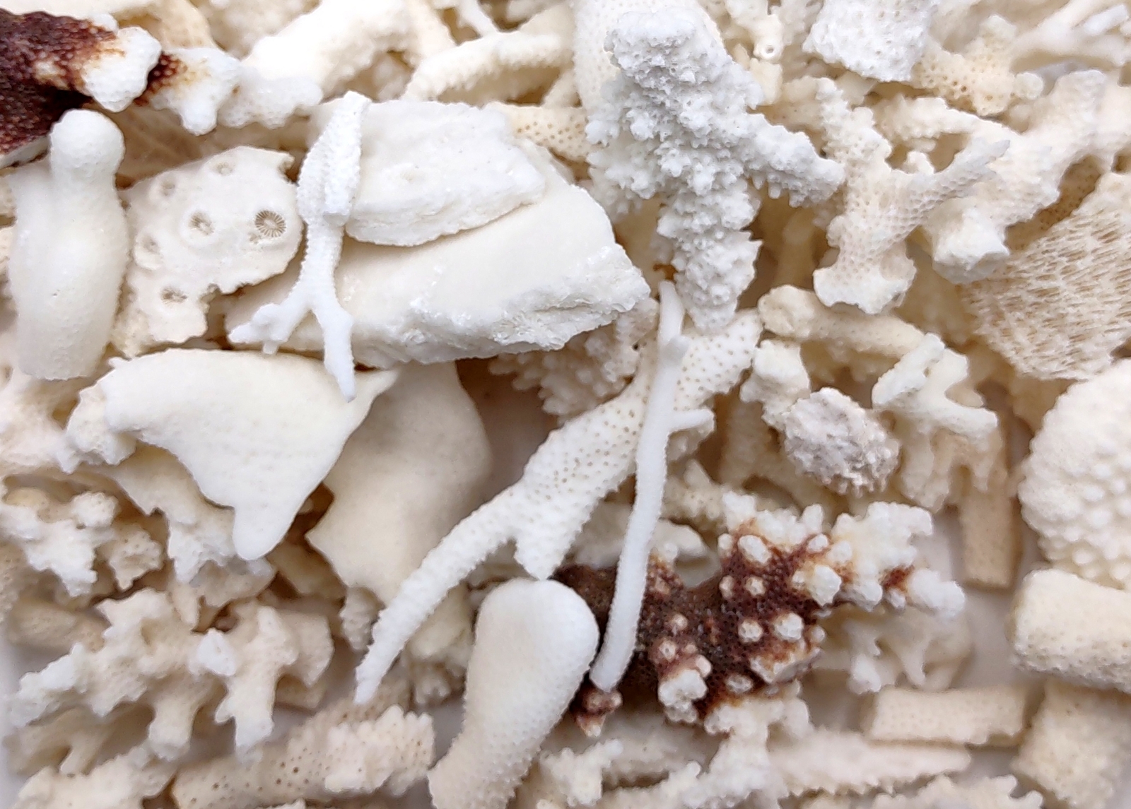 Small Coral Pieces White Brown Assorted Mix (approx. 1 pound 0.5-1.5+ inches)