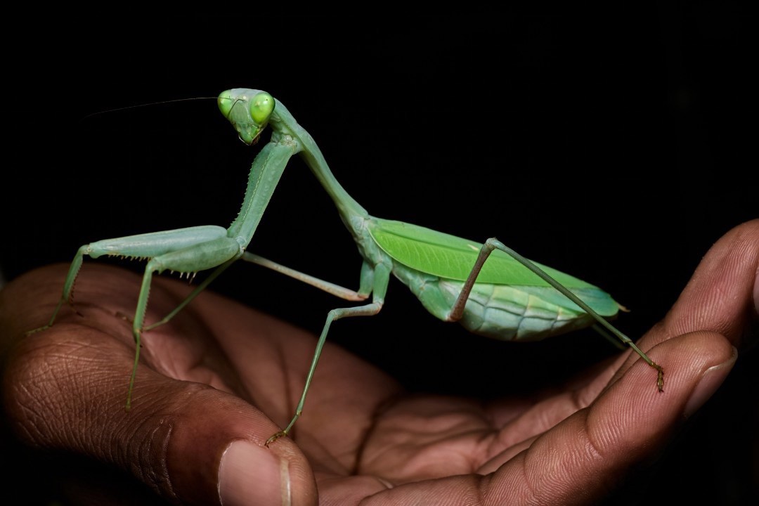 Giant Asian Mantis ( Hierodula membranacea ) Nymph ￼L4-L5 Care Guide Included