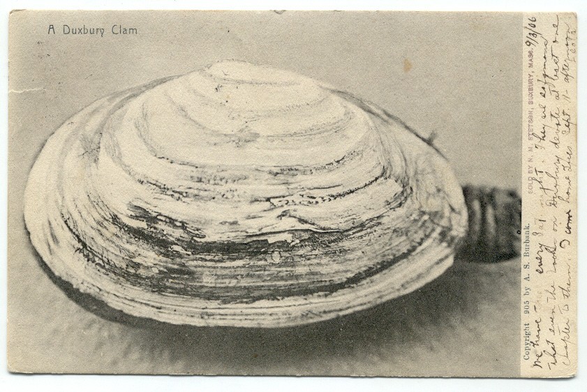 A Duxbury Clam MA c1906 Postcard Massachusetts