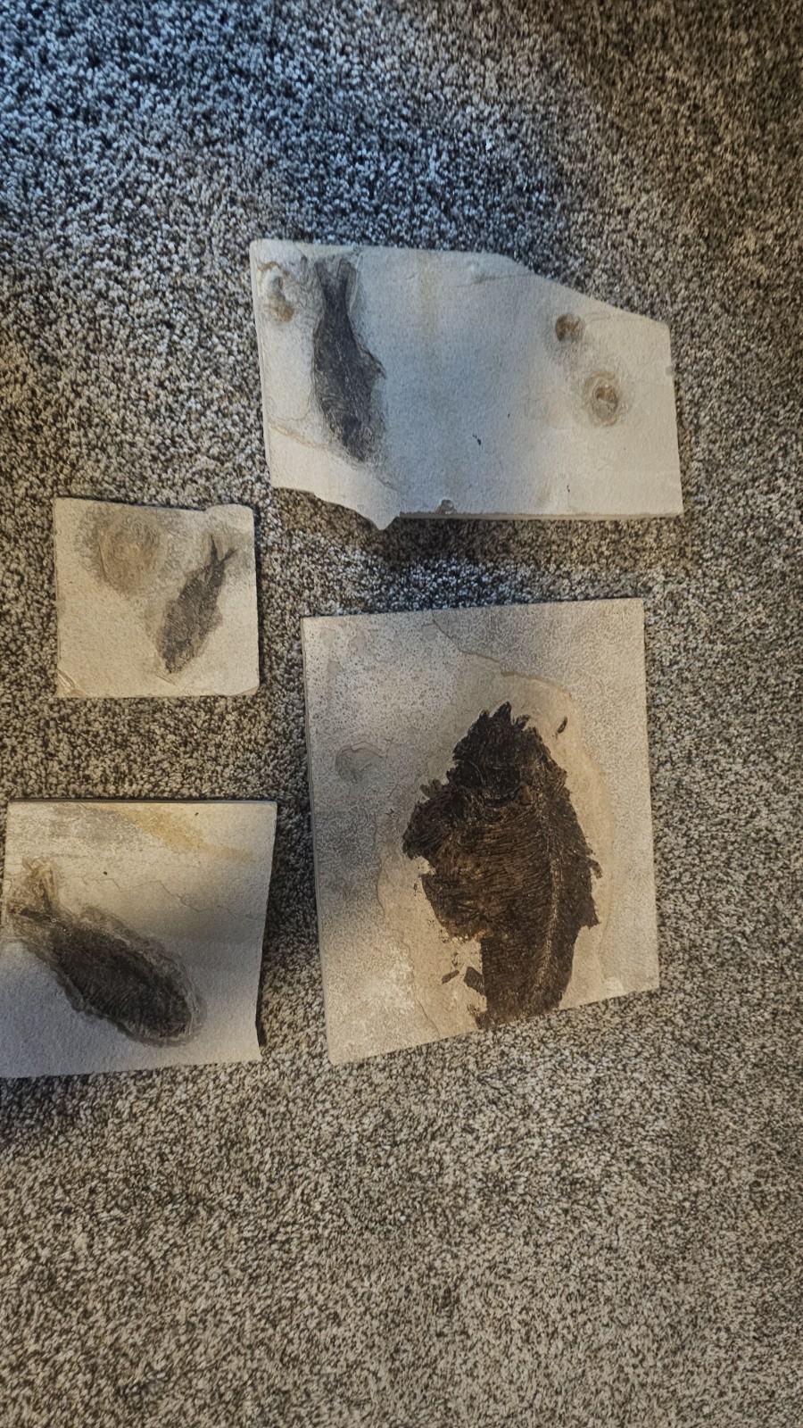 Fossil Fish Phareodus Mio And Knightia Green River Formation Wyoming