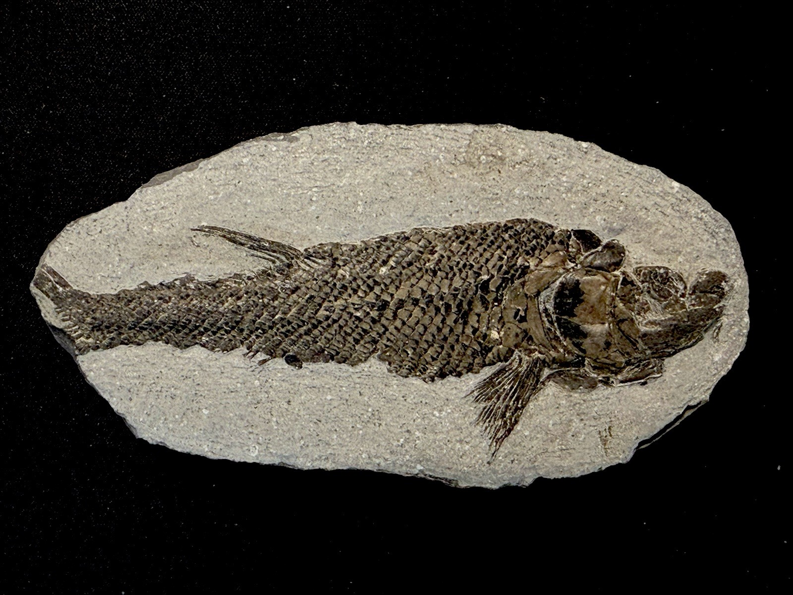 fossil fish ，perleidus,  Jurong China