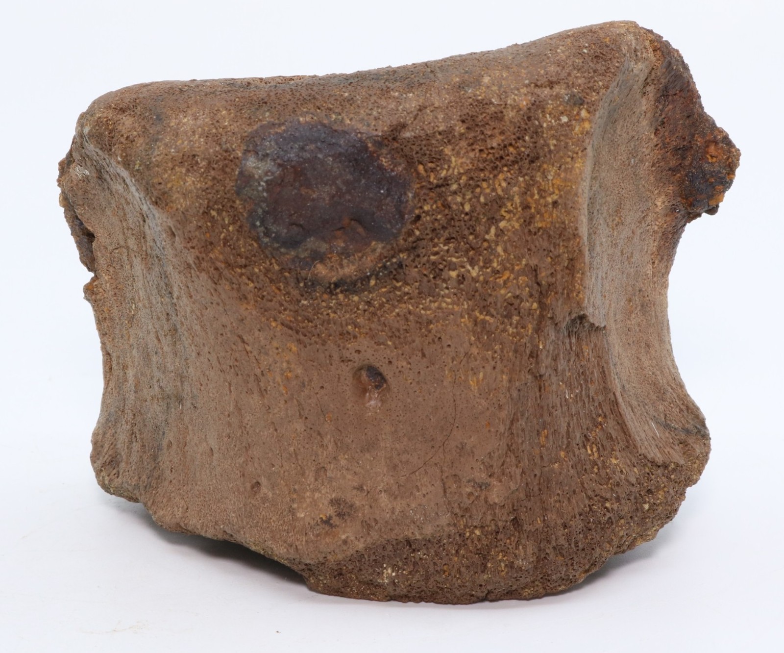 Triceratops Fossil Toe Phalanx Bone 3.63