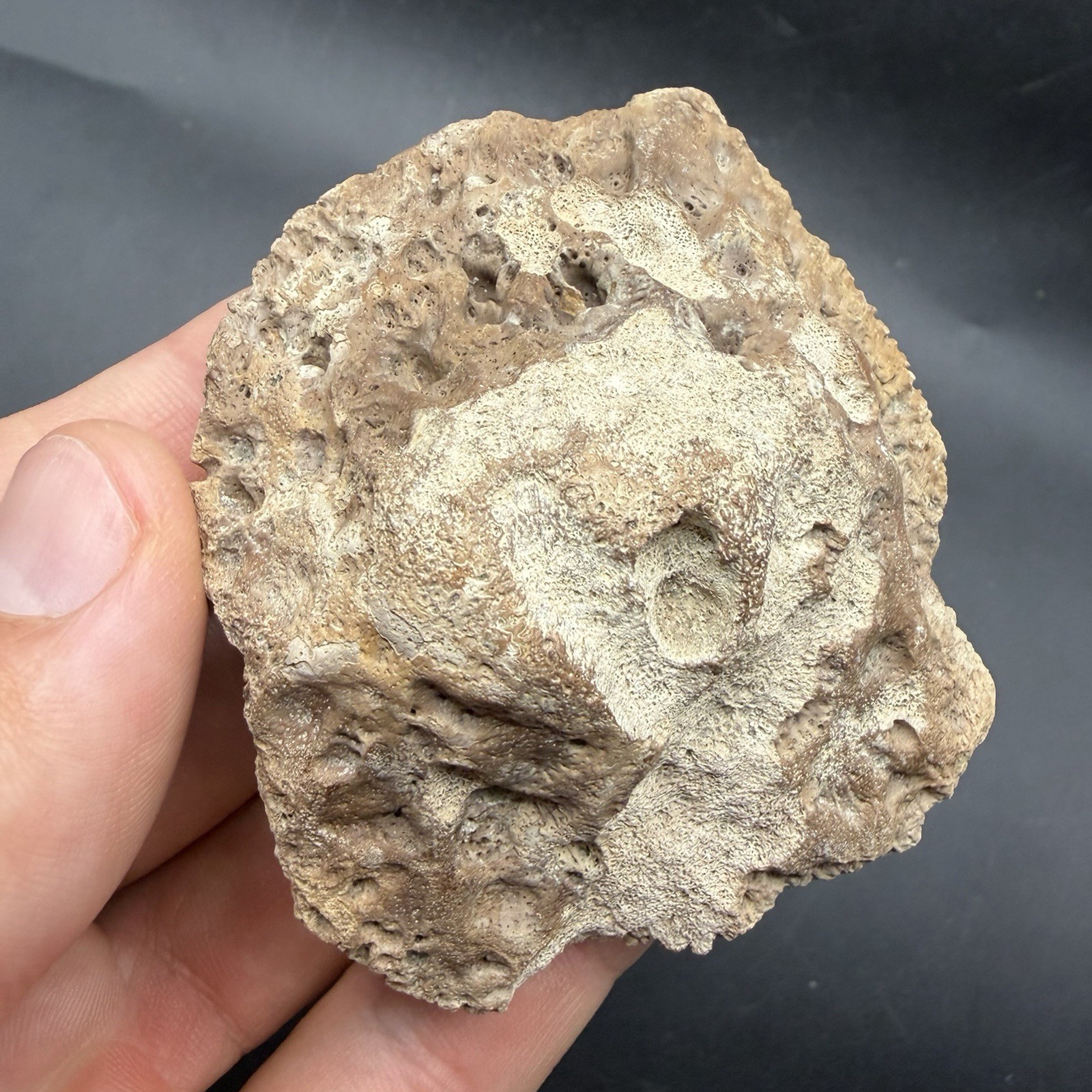 MONSTER SIZED ALLIGATOR SCUTE OSTEODERM FOSSIL 2.78” FLORIDA