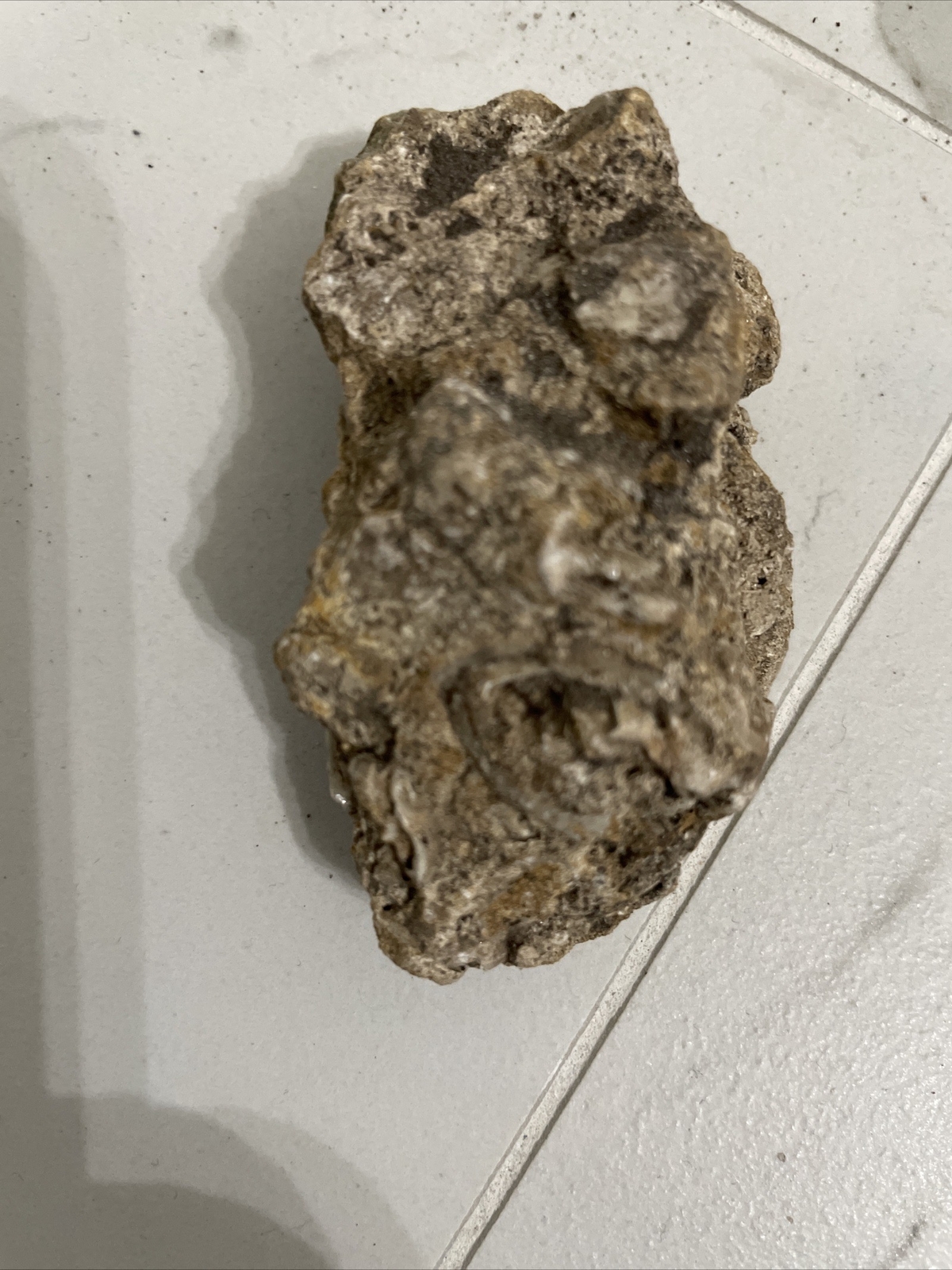 Ancient Rock Fossil  from the Morikami Japanese Gardens