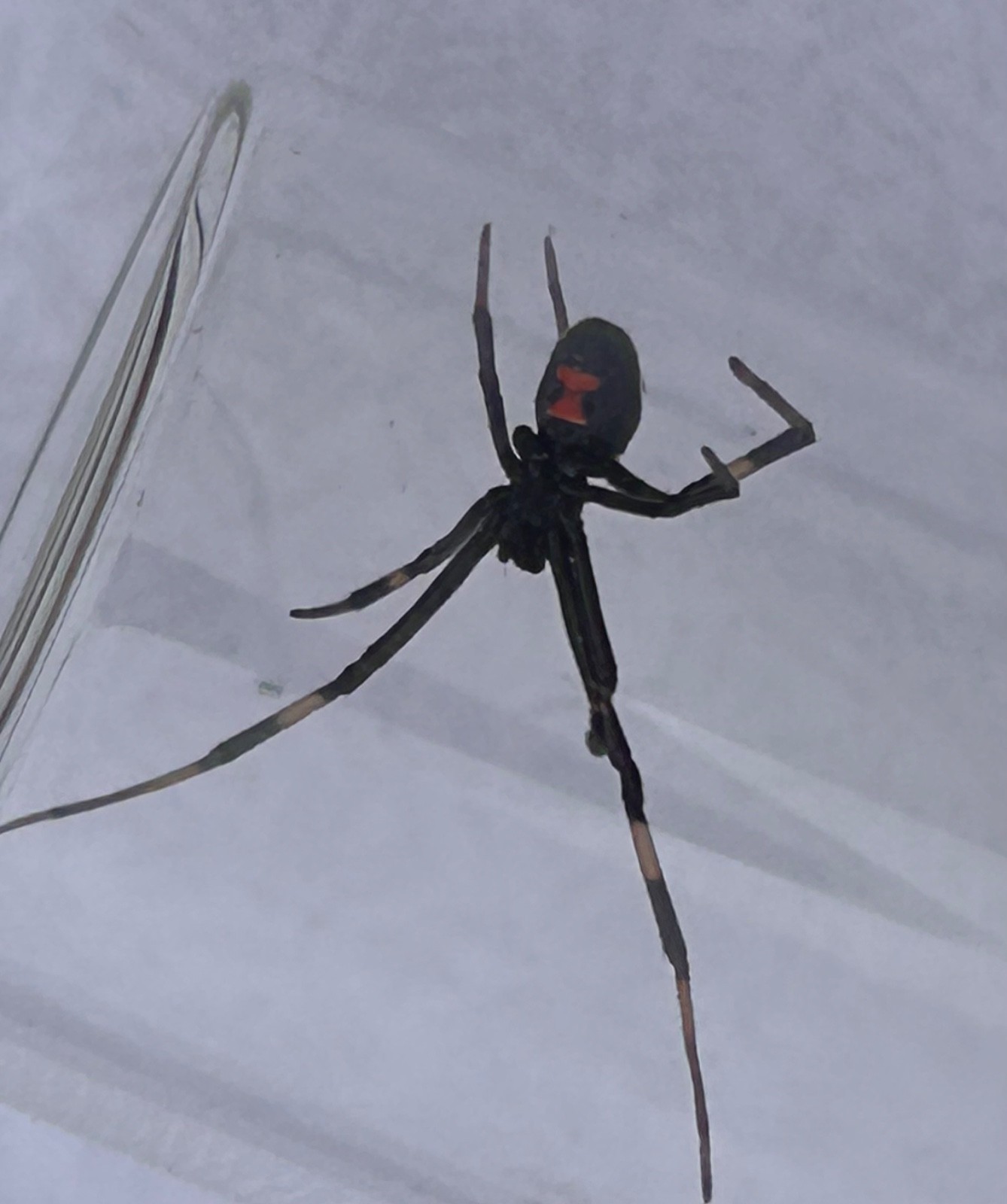 Wet Specimen Real Black Widow Spider LATRODECTUS Preserved in