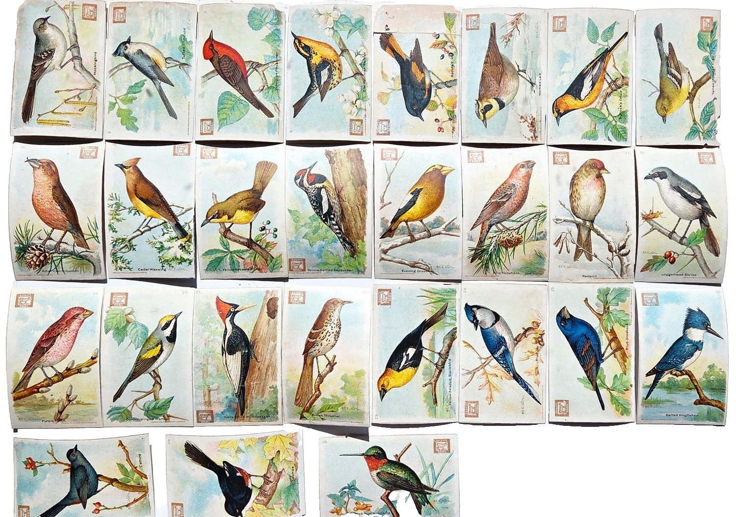 1918 J6 2nd Series Dwight\'s Soda Logo, Useful Birds, Blank Back , Near Complete