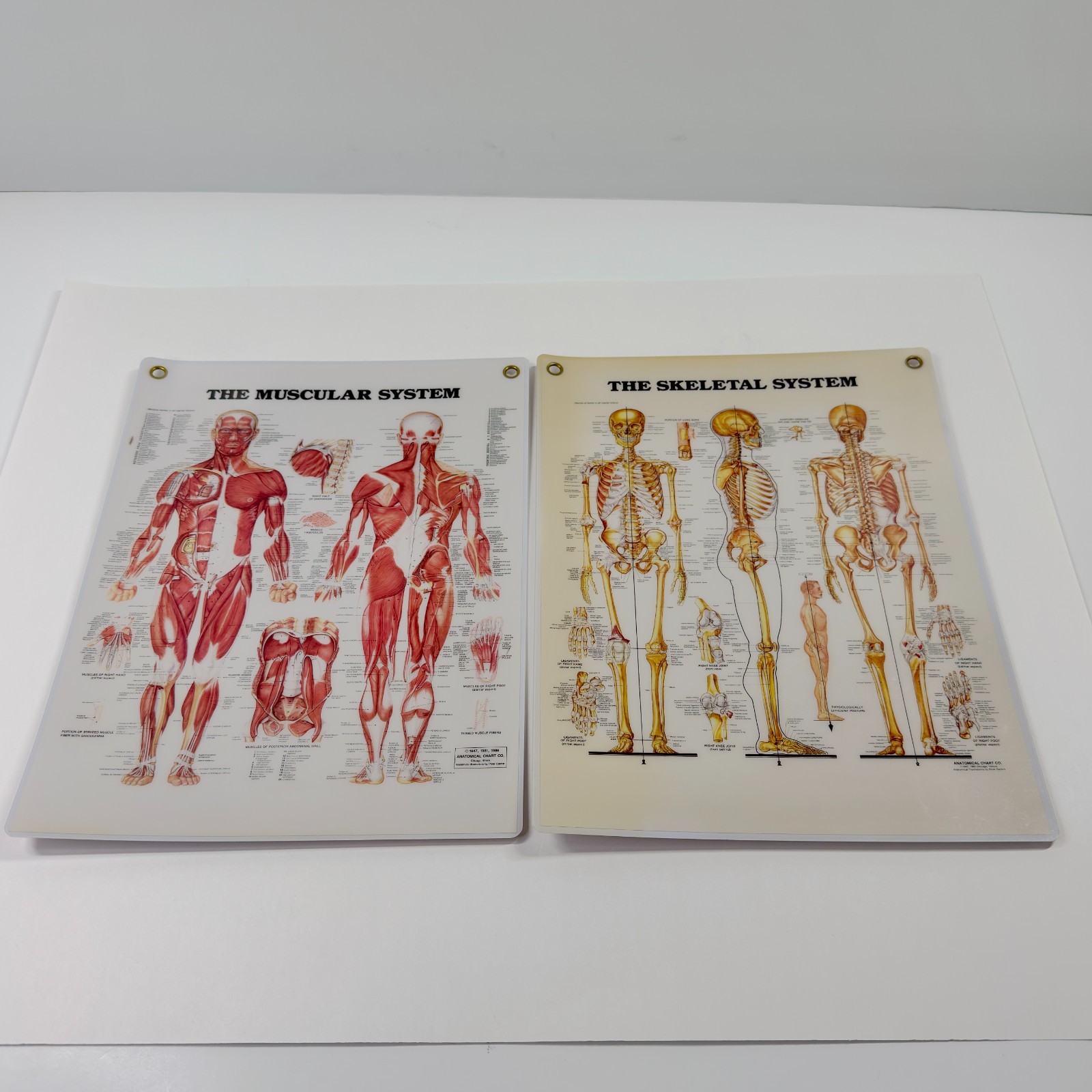 Vintage 1983 1986 Muscular System Skeletal System Chart Peter Bachin 11x14