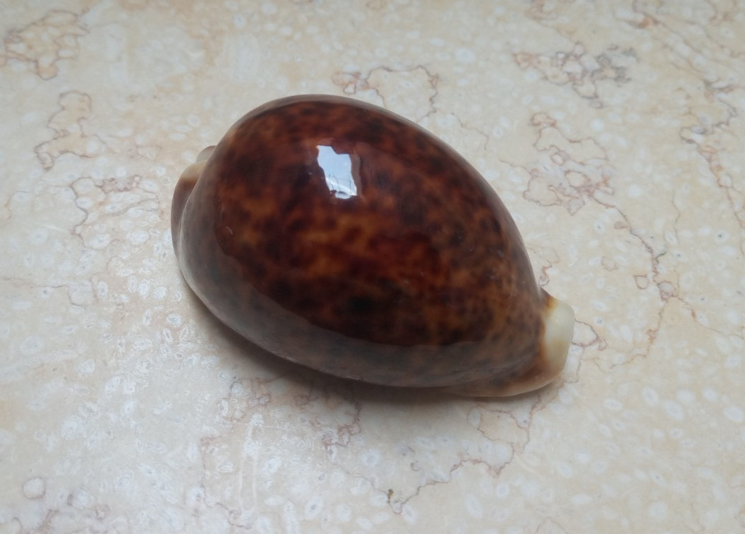 Cypraea pantherina VERY NICE COLOR SUPER 80.6mm F++++F+++ glossy red sea shell