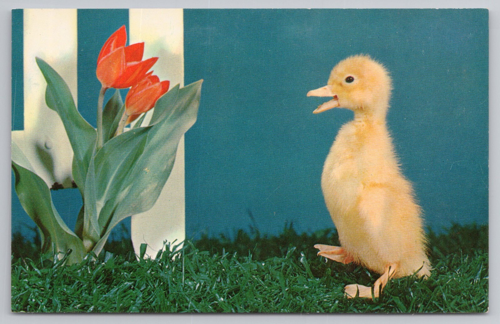Nosey Aren't I Baby Duckling With Red Tulip c1960s Postcard