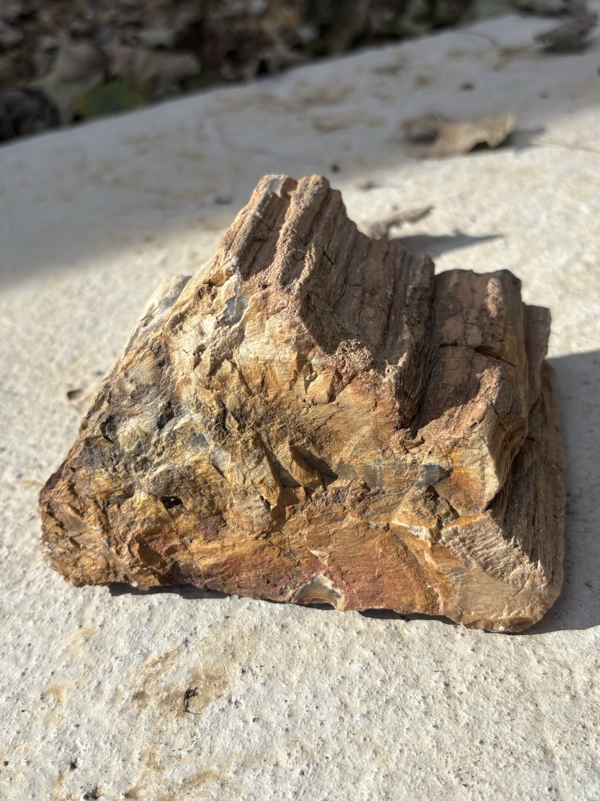 Large Natural Petrified Wood Log- Beautiful 4.6” Fossilized Wood Bark Specimen