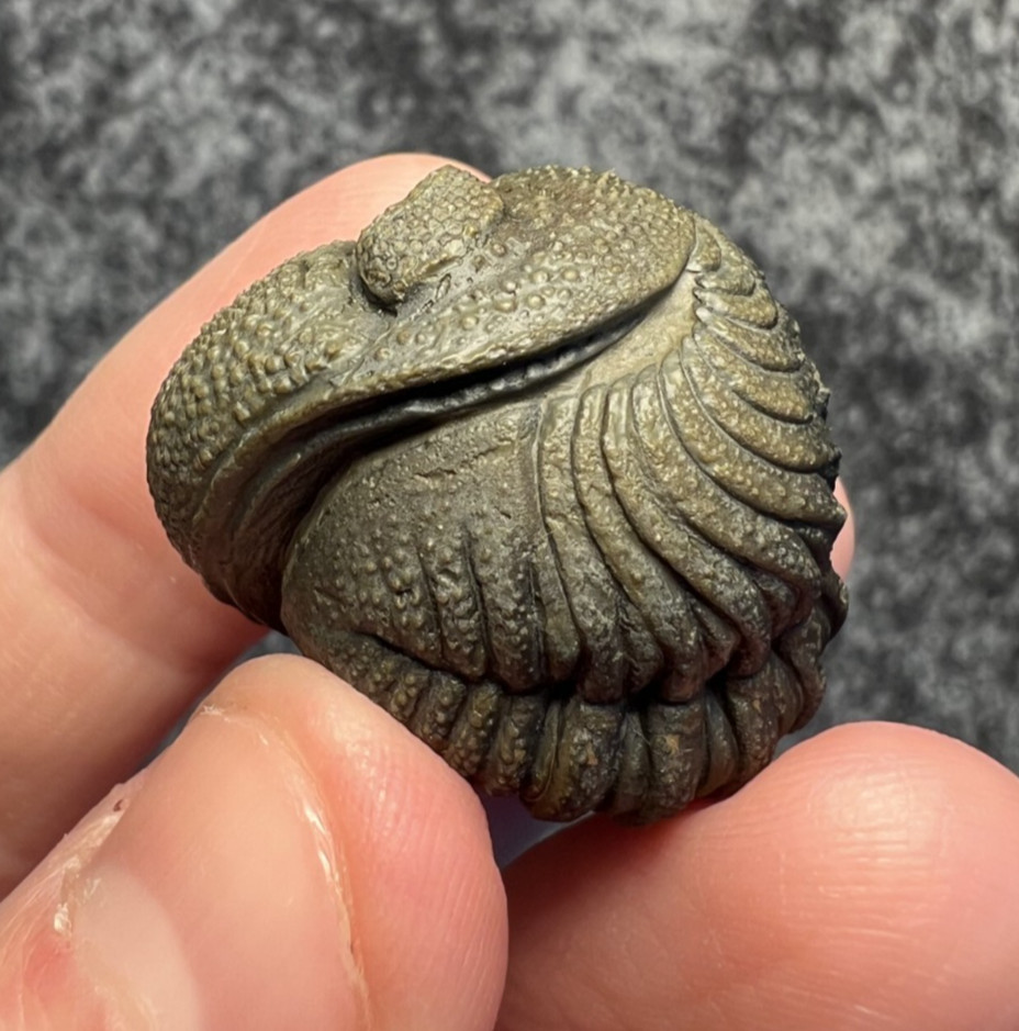 Moroccops sp. Trilobite Fossil – Impressive Detail & Preparation ✅