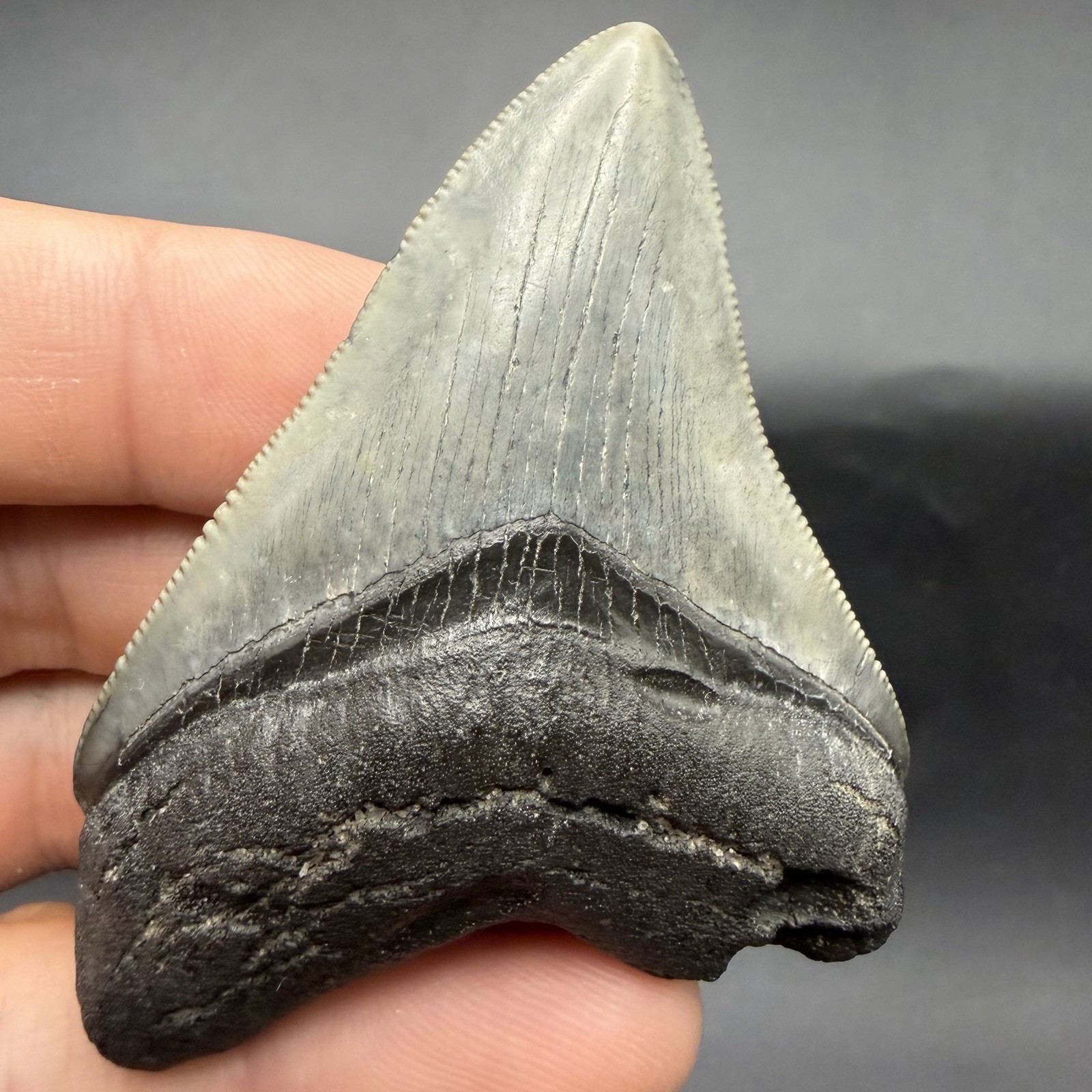 Real Megalodon Shark Tooth SWFL 2.69” All Natural