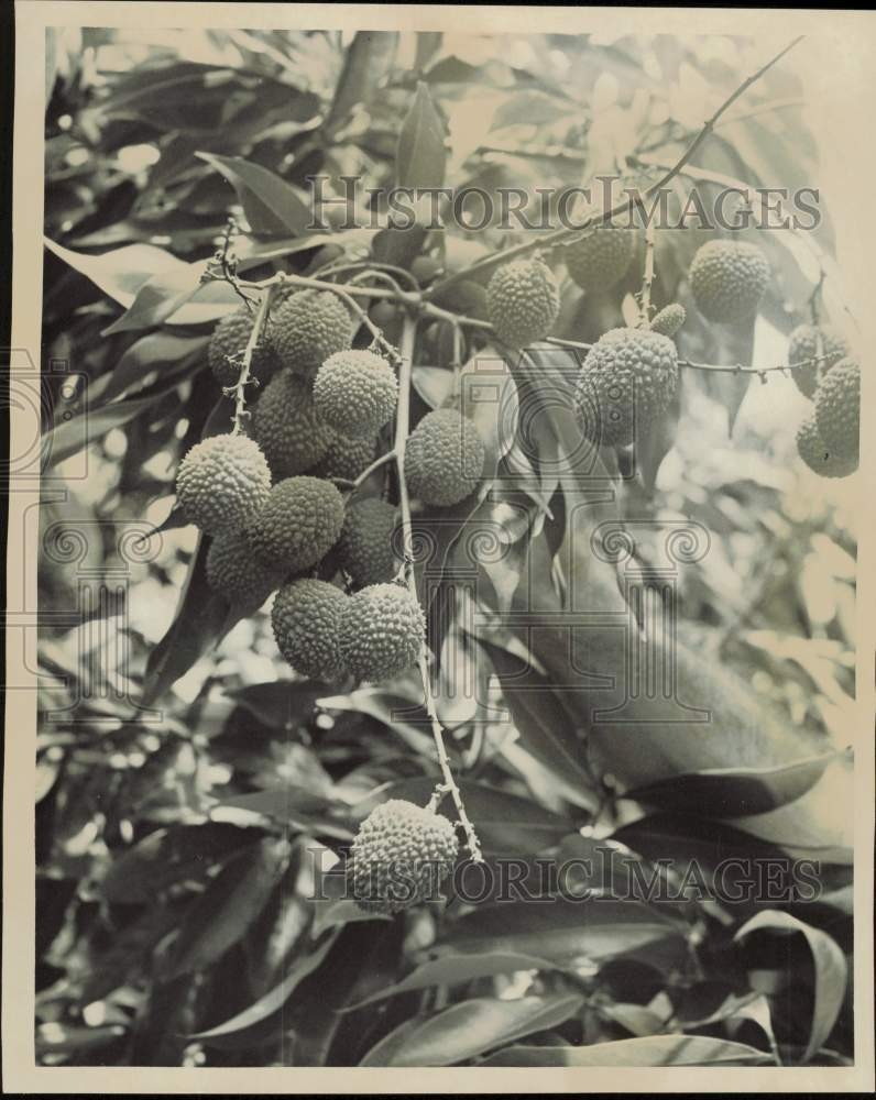 1963 Press Photo Lychee Fruit on Tree - lrb05102