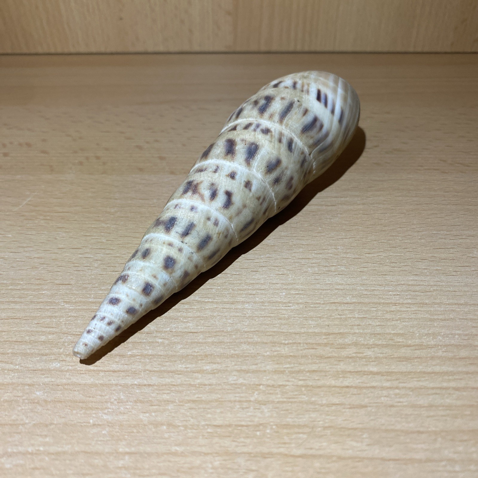 Terebridae Oxymeris Maculata Seashell 5.34\