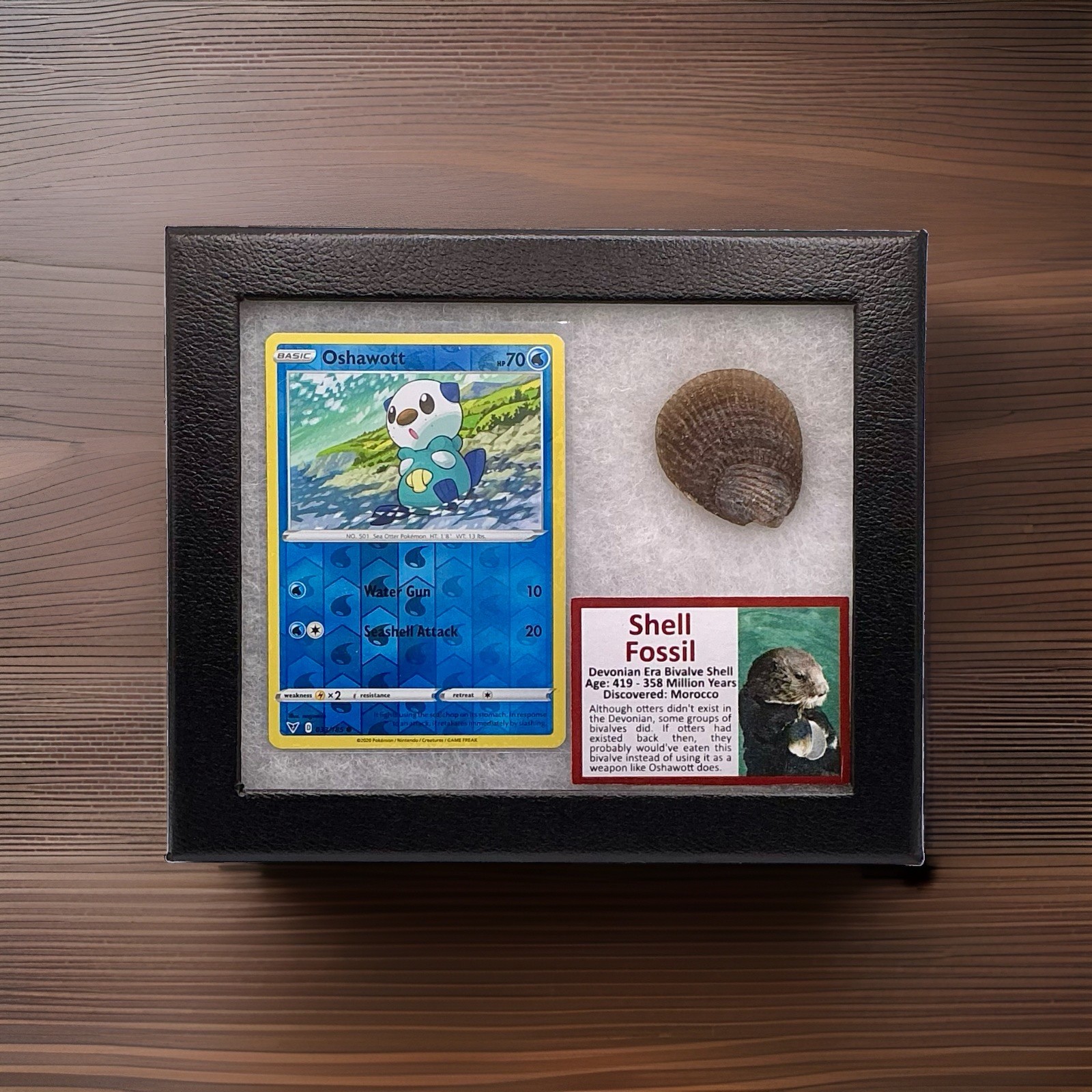 Oshawott Pokémon Card With Authentic Shell Fossil Devonian Era Display With COA