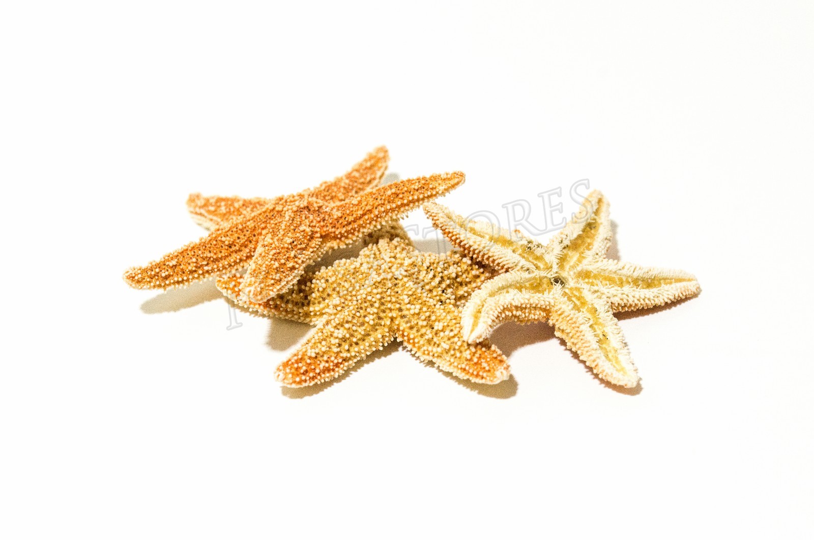 NessaStores- Sugar StarFish Sea Shell Wedding Real Craft 1 - 2\