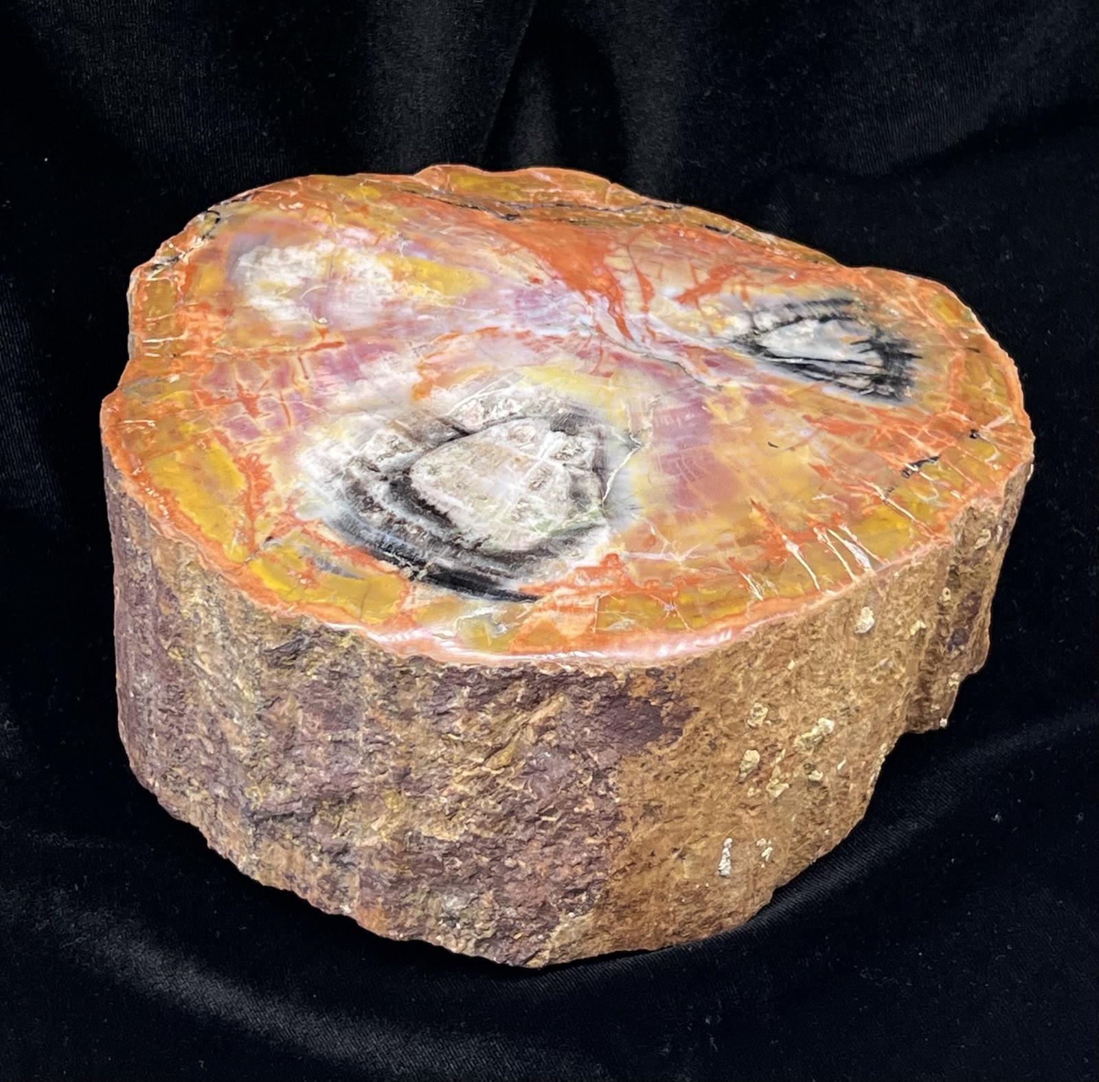 Gorgeous Arizona Rainbow Petrified Wood Slab—Triassic 7”