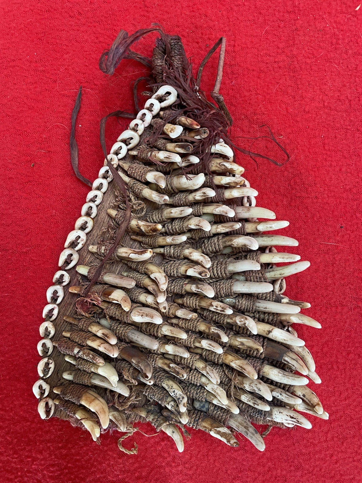 PNG Headhunter Vintage Dog Teeth On Tree Bark Hunter Medicine Amulet