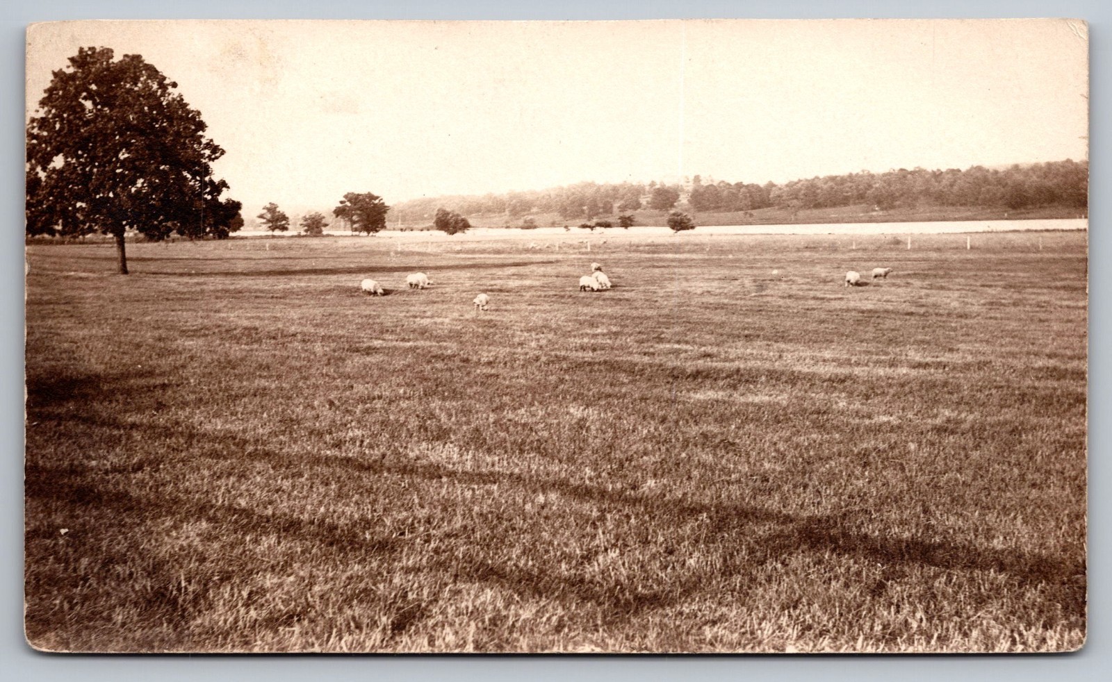 Sheep Grazing Open Pasture Farm View c1907-14 Vintage Antique RPPC Postcard