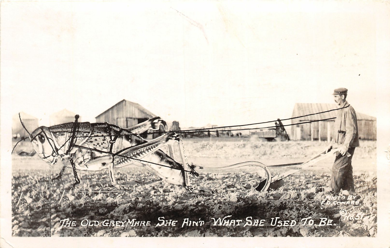 J7/ Sidney Nebraska RPPC Postcard c40s Exaggeration Grasshopper Plow79