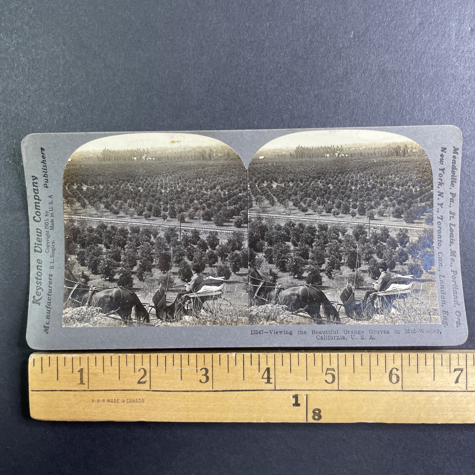 Orange Groves Stereoview Keystone View Co. 1903 California Agriculture