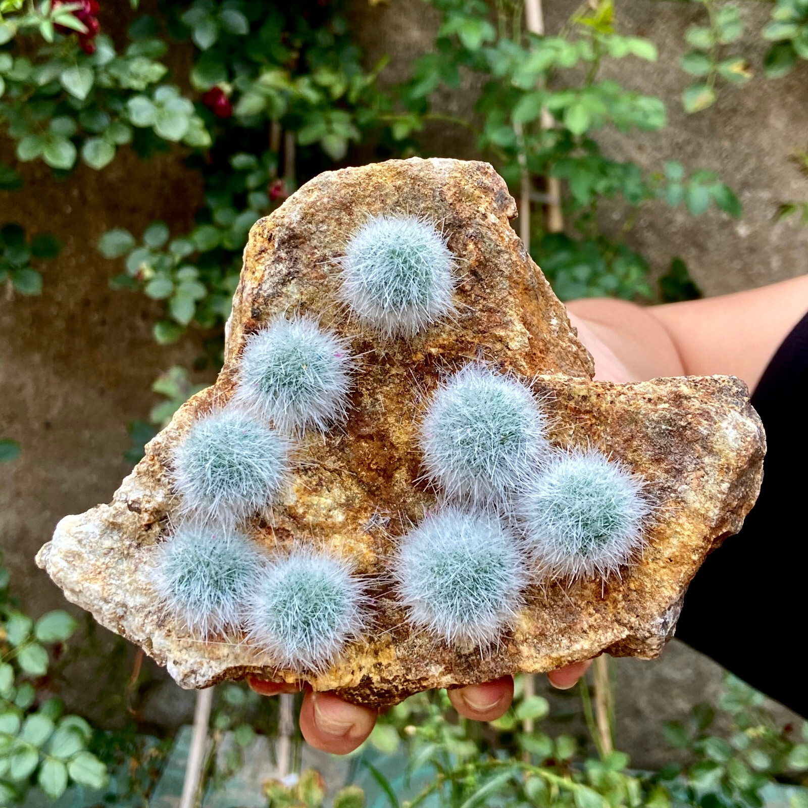 2.5LB NEWFIND Raw Dandelion Zeolite Cluster Quartz Crystal Reiki Specimens Gifts
