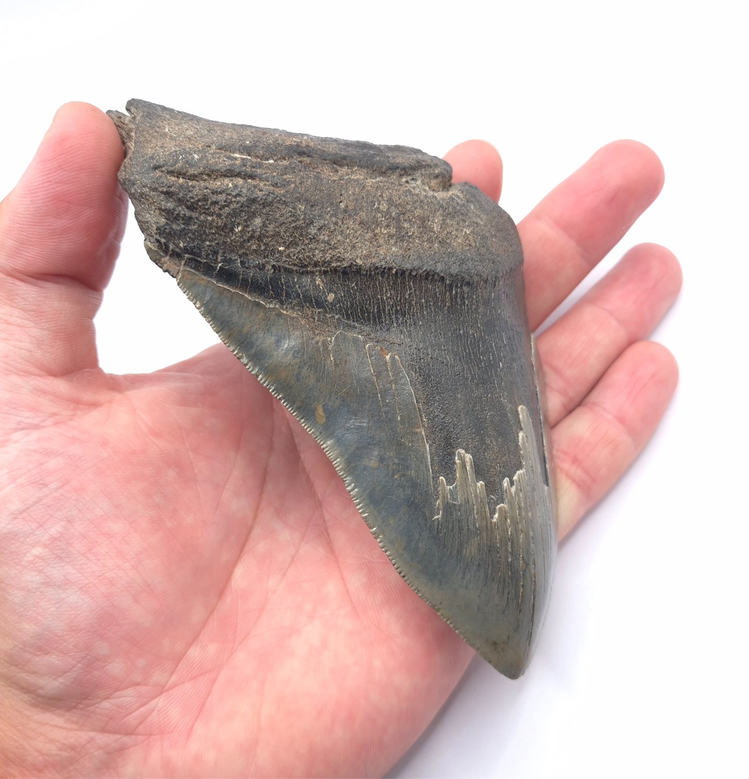 Heartbreaker Beautiful And Well Serrated Megalodon Shark Tooth 13.4cm Edge Length