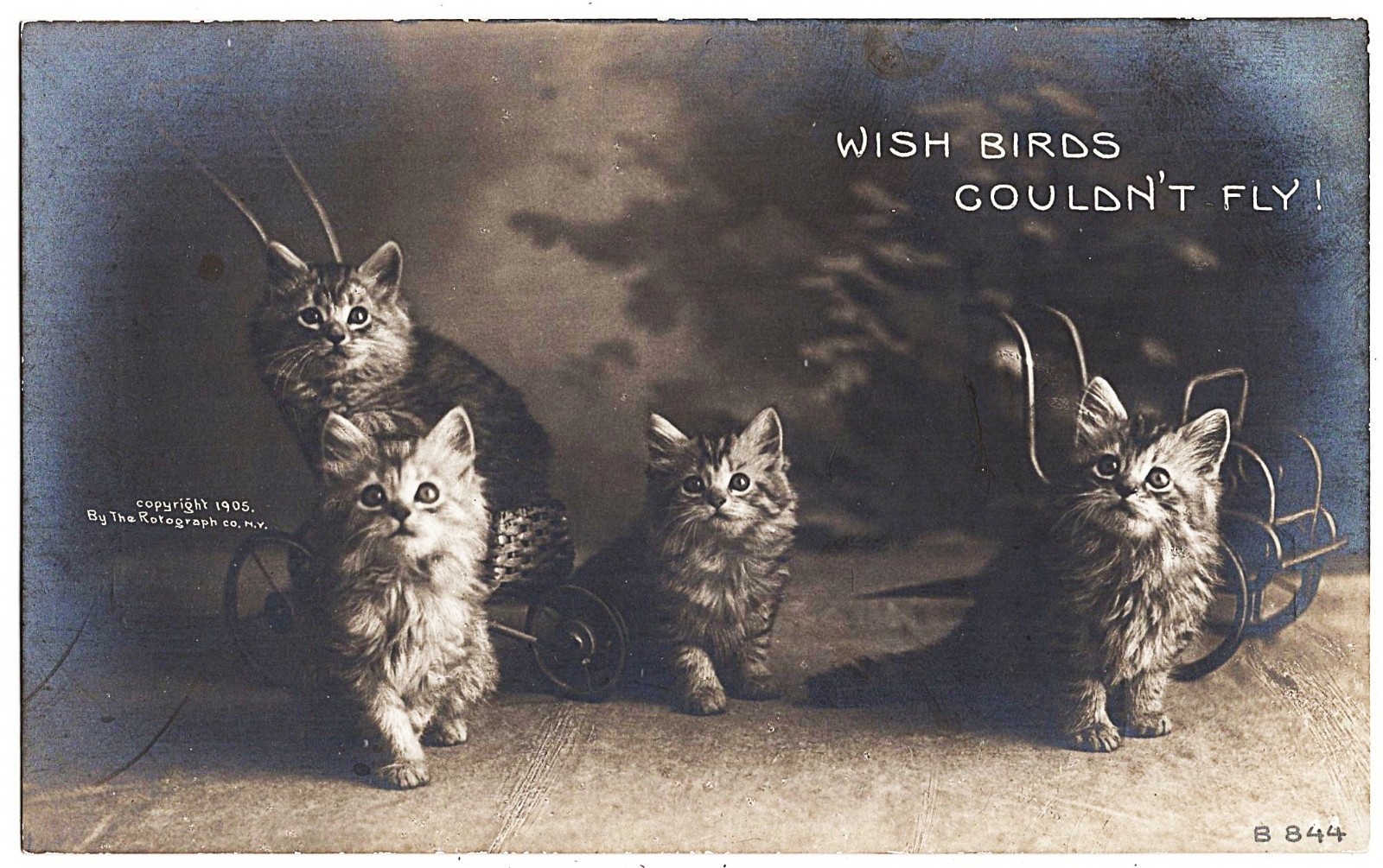 real photo Cat Cats \