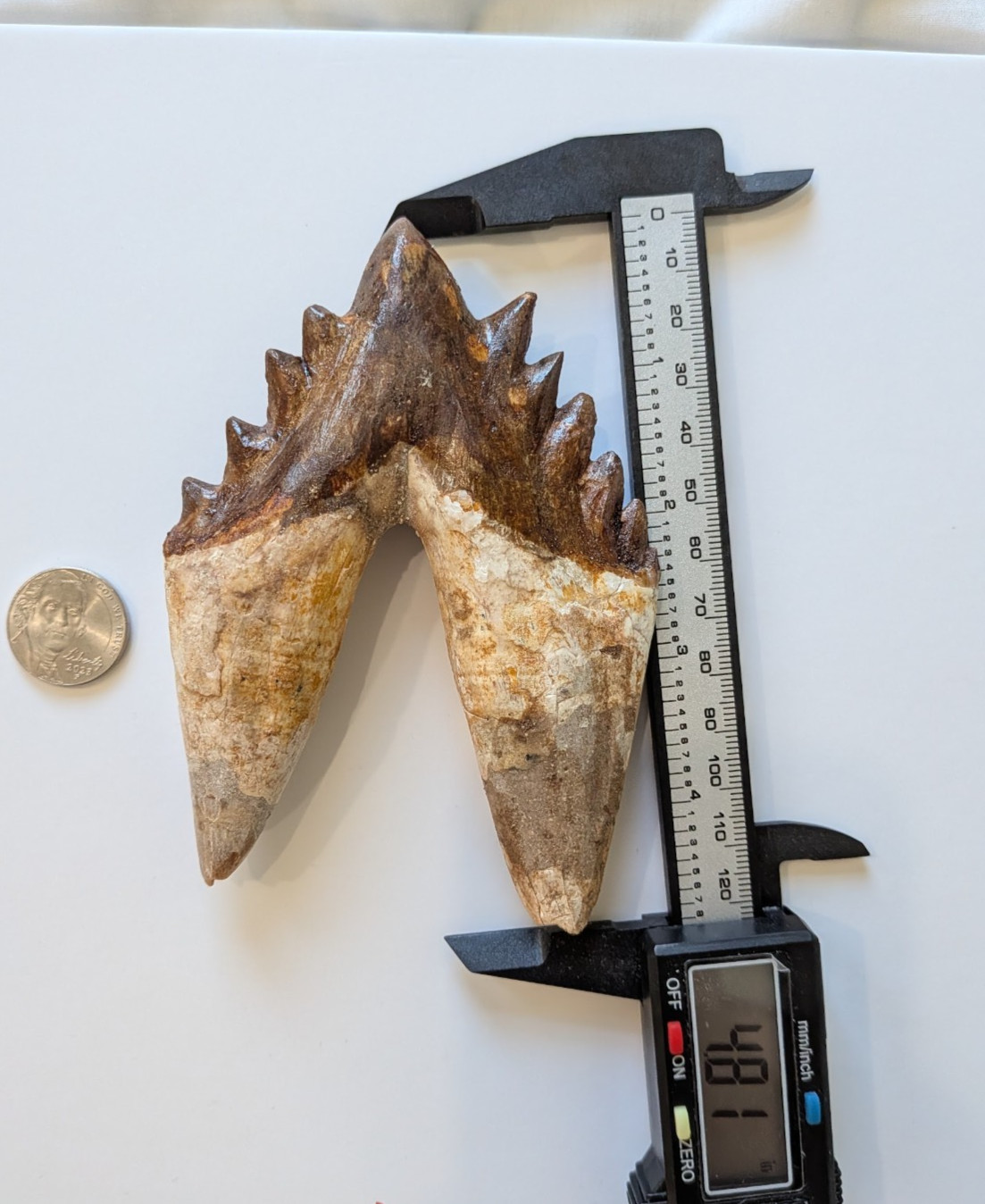 Phenomenal LARGE basilosaurus tooth, massive and WIDE 4.8\