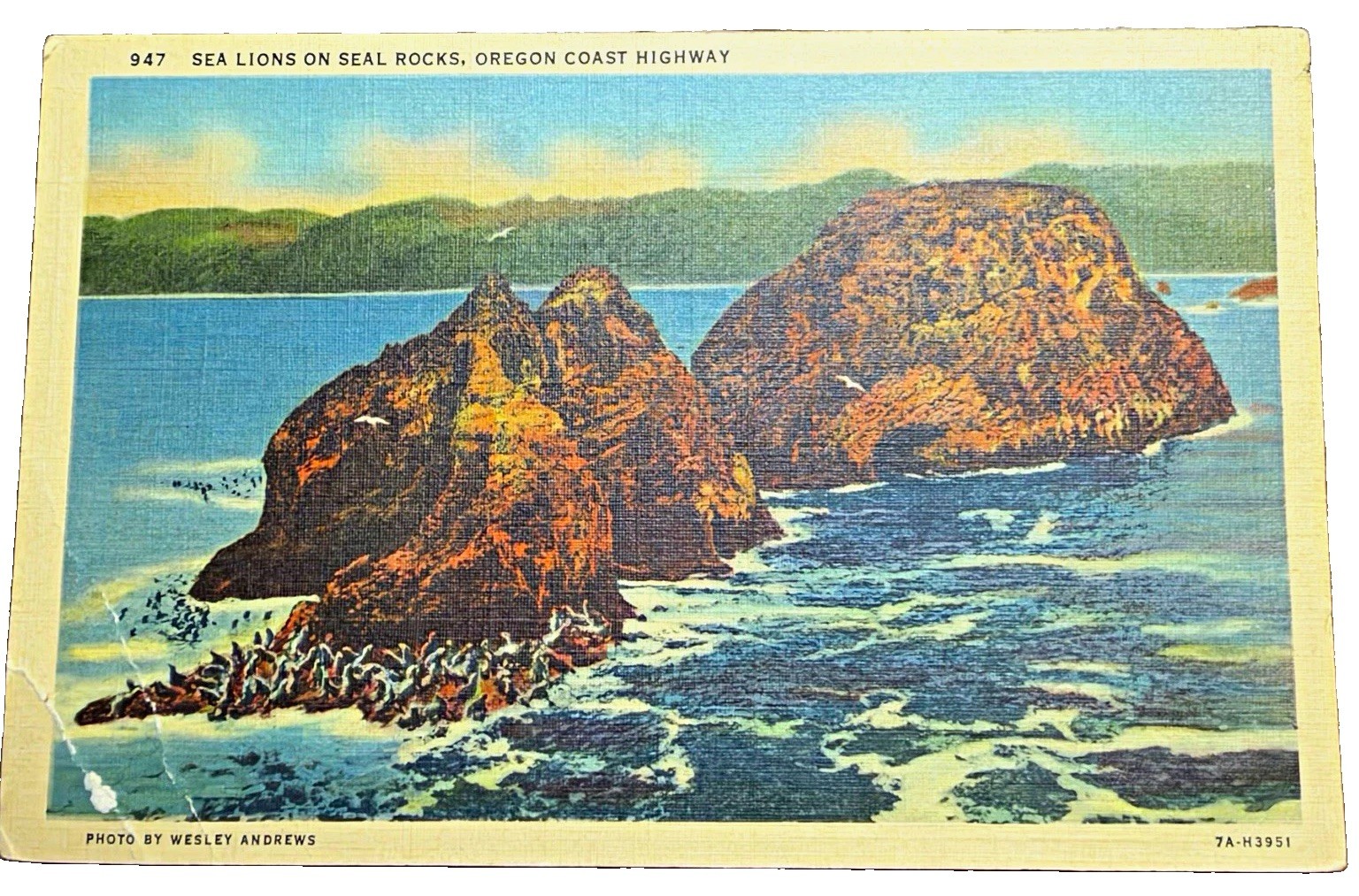 Vintage Sea Lions on Seal Rocks Oregon Coast Highway Postcard Wesley Andrews