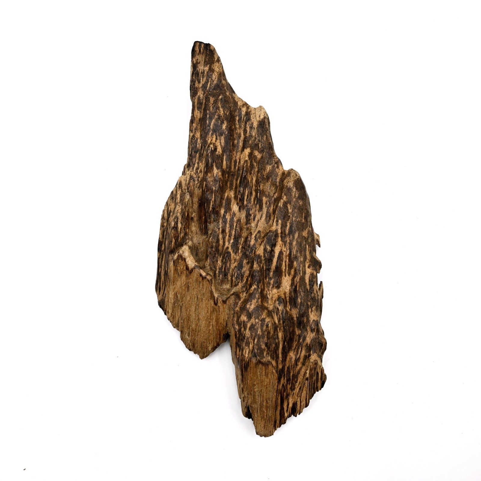 Collective Wild Malaysia Aquilaria Tiger Stripe Agarwood Stumb 西马野生虎斑老板头沉香蓬莱香 Collective Wild Malaysia Aquilaria Tiger Stripe Agarwood Stumb 西马野生虎斑老板头沉香蓬莱香